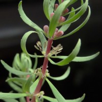Myriophyllum indicum Willd.